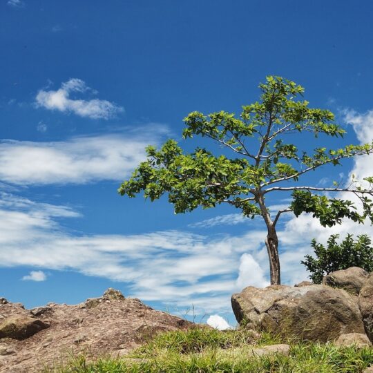 arbol-solo-2563203_1280