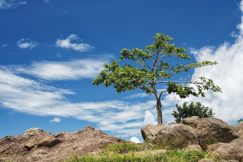 arbol-solo-2563203_1280