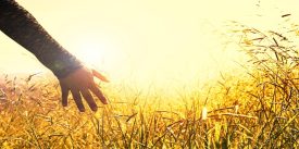 fotorech-meadow-2667461_1280