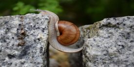 maryam62-snail-1447233_1280